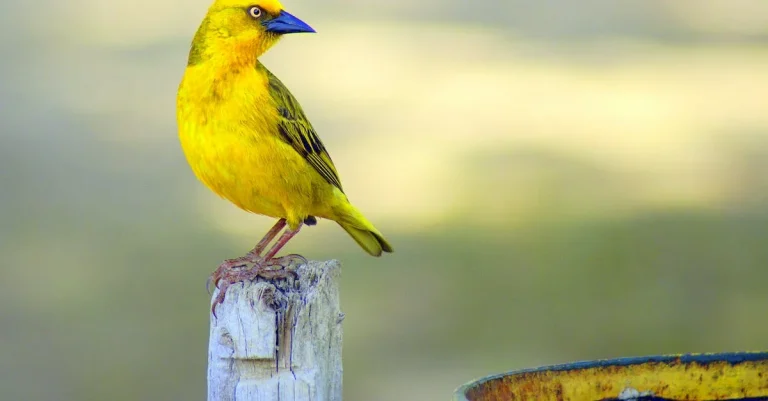The Meaning And Symbolism Of Yellow Feathers
