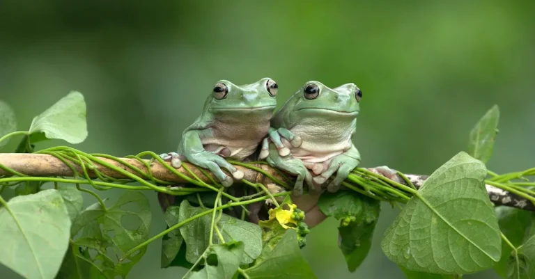 What Does It Mean To Dream About Frogs In The Bible?