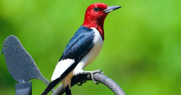 Red Headed Woodpecker Spiritual Meaning And Symbolism