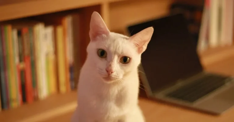 The Meaning And Symbolism Of White Cats