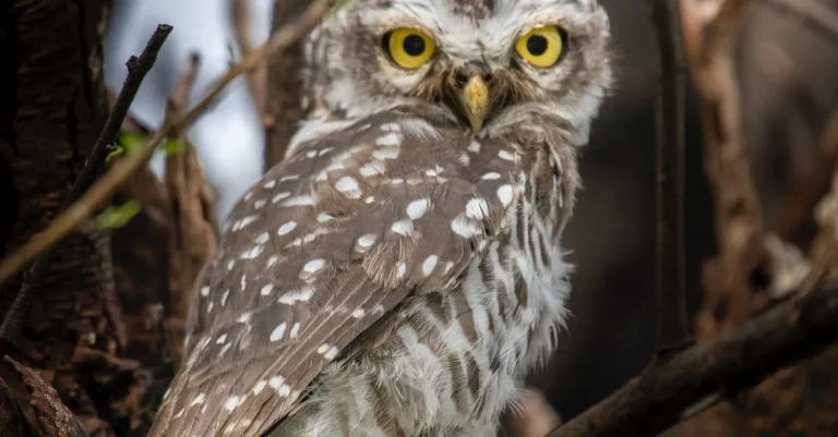 The Biblical Meaning Of An Owl Hooting