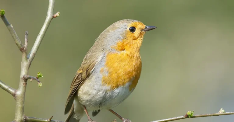 The Meaning Behind The Phrase ‘Red Robin’