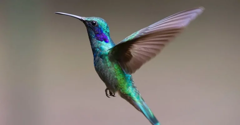 The Biblical Meaning And Symbolism Of Hummingbirds