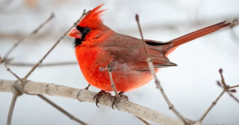 The Biblical Meaning And Symbolism Of The Red Cardinal