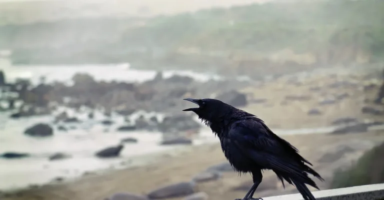 The Spiritual Significance Of Seeing A Single Black Crow In Hinduism