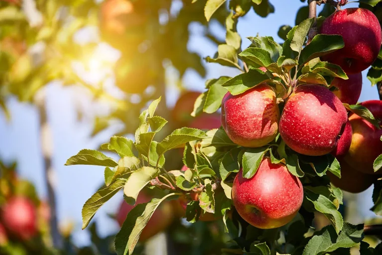 The Spiritual Meaning And Symbolism Of Apples