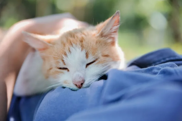 The Spiritual Meaning Of A Cat Sleeping On Your Chest