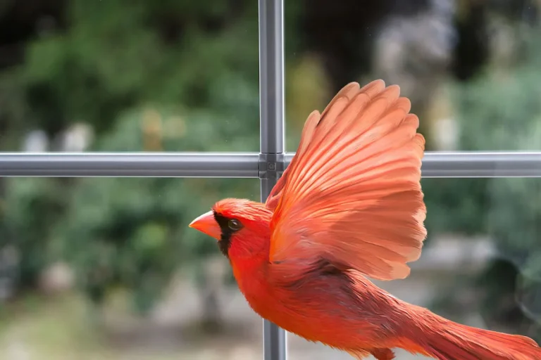 The Deeper Meaning Behind A Cardinal Tapping On Your Window