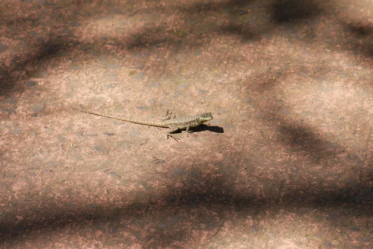 What Does It Mean When A Lizard Crosses Your Path?
