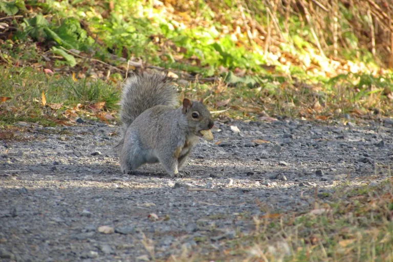 What Does It Mean When A Squirrel Crosses Your Path?