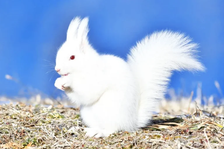 The Meaning And Symbolism Of White Squirrels