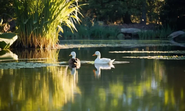 The Spiritual Meaning And Symbolism Of Seeing Two Ducks