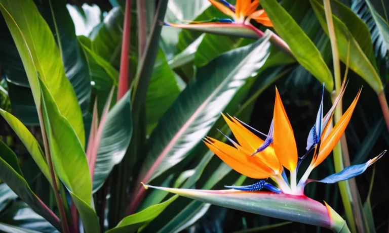 The Spiritual Meaning And Symbolism Of The Bird Of Paradise
