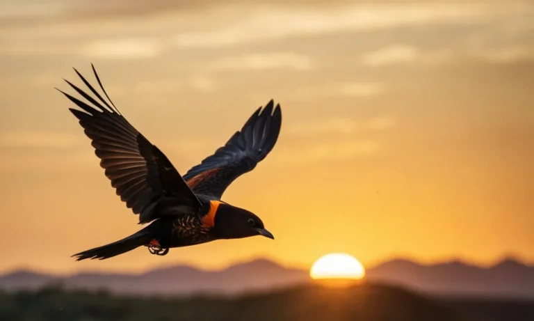 The Spiritual Meaning Of Black And Orange Birds