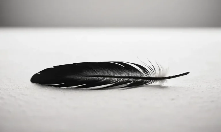 The Spiritual Meaning Of Black And White Feathers