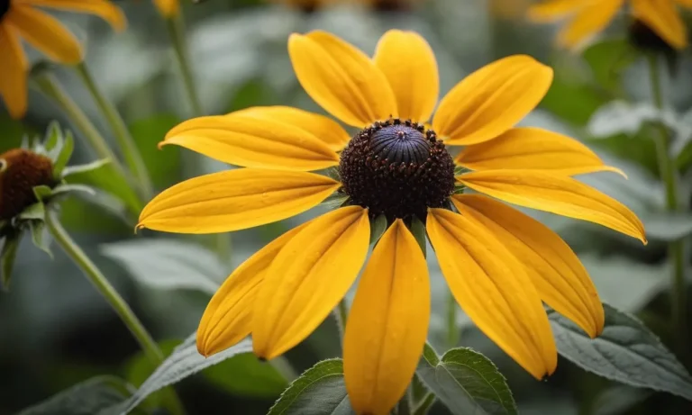 The Spiritual Meaning And Symbolism Of Black-Eyed Susans