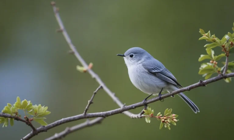 The Spiritual Meaning And Symbolism Of The Blue-Gray Gnatcatcher
