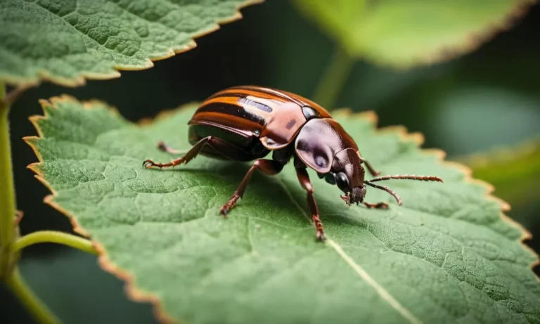 The Spiritual Meaning And Symbolism Of Brown Beetles