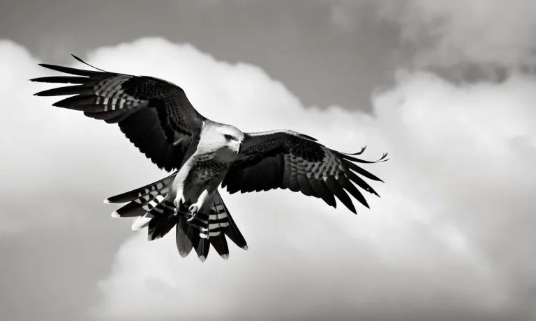 What Is The Spiritual Meaning Of The Mississippi Kite?