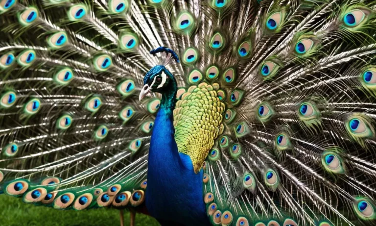 The Spiritual Meaning Of Seeing A Peacock For Your Twin Flame Journey