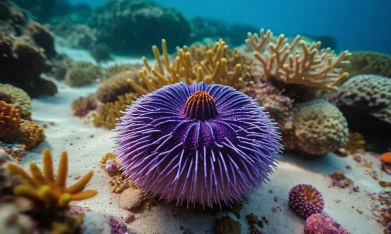 The Spiritual Meaning And Symbolism Of Sea Urchins