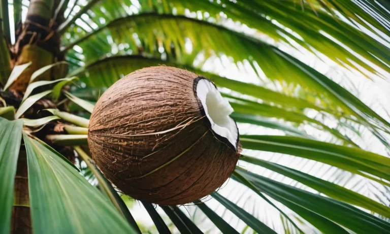 The Spiritual Meaning And Symbolism Of Coconuts