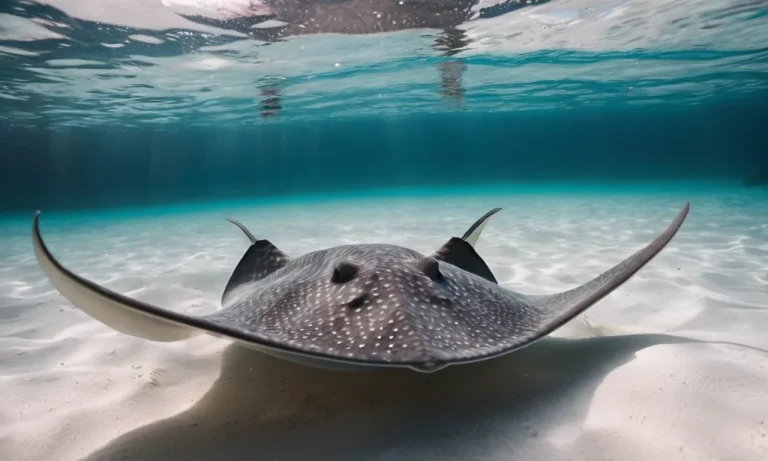 The Spiritual Meaning And Symbolism Of Stingrays