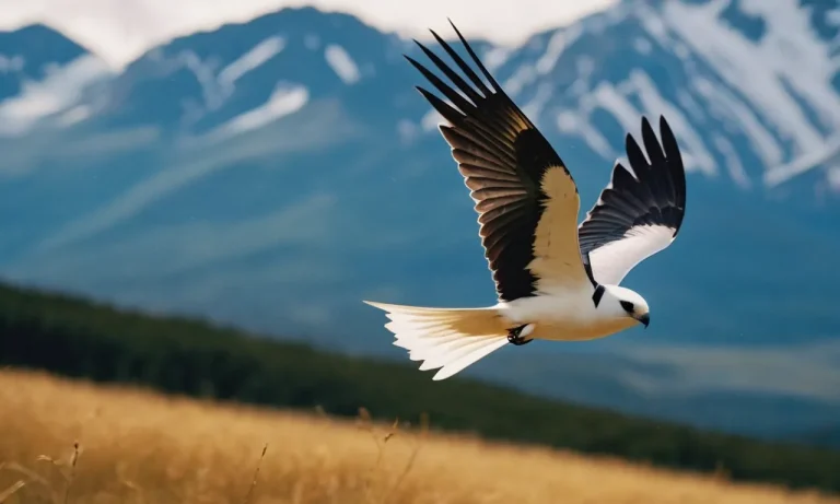 The Spiritual Meaning And Symbolism Of The Swallow-Tailed Kite