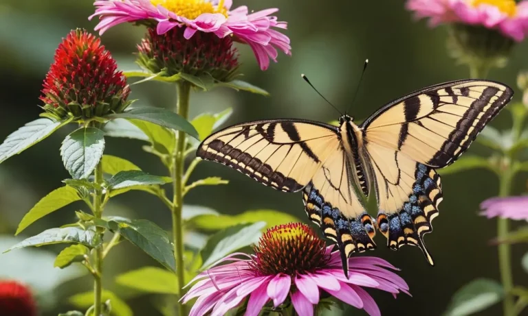 Swallowtail Butterfly Spiritual Meaning: A Complete Guide
