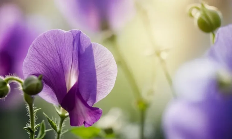 The Spiritual Meaning And Symbolism Of Sweet Peas