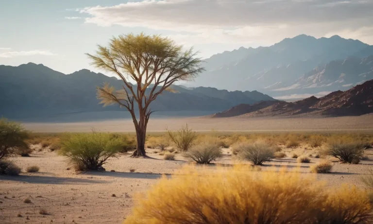 The Spiritual Meaning And Symbolism Of The Tamarisk Tree